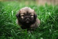 small puppies are walking on green grass