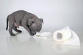Puppy of the American Bully breed , plays nibbles toilet paper, does not panic for the epidemic , the virus