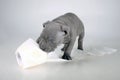 Puppy of the American Bully breed , plays nibbles toilet paper, does not panic for the epidemic , the virus