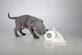 Puppy of the American Bully breed , plays nibbles toilet paper, does not panic for the epidemic , the virus