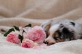 Small puppy of Australian Shepherd blue Merle lies on white fluffy soft blanket next to bouquet of pink roses. Beautiful aussie Royalty Free Stock Photo