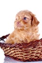 Small puppy basket.