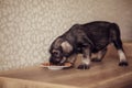 A small puppy of breed Schnauzer eats feed.