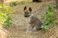 Small puppy of the breed Siberian Husky is sitting on the hay op Royalty Free Stock Photo