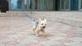 Small puppy with brown white fur and leash runs along street