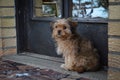 Small puppy on countryside guarding door