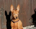 Small puppy of dog of breed zwerg pinscher Royalty Free Stock Photo