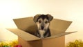 Small puppy dog sits in mailing box with Christmas and New Year decorations. Royalty Free Stock Photo