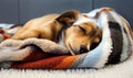 Small puppy dog sleeping on a blanket