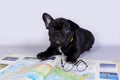 A small puppy French bulldog in glasses lies next to a book. The concept of travel