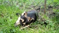 small puppy gnawing on bone . Croatian dog called medi ( Croatian translation: \