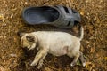 A small puppy lies near a rubber slipper Royalty Free Stock Photo