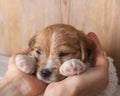 Small puppy is lying on human hands. Man holding young dog on his hands. People and their pets Royalty Free Stock Photo