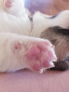 Small Puppy Paw close up brown black hair fur claws corgi