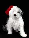 A small puppy with a pink spot on its nose sits on a clean black background in a red New Year's hat. Great Christmas Royalty Free Stock Photo