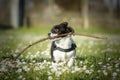 Small puppy playing with a big stick