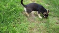 small puppy rolling in grass . Croatian dog called medi ( Croatian translation: \