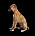 Small puppy of Russian borzoi dog Royalty Free Stock Photo