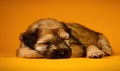 a small puppy is sleeping on a yellow surface with its head on its paws and it\'s head on its paws, with its eyes closed