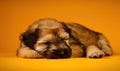 a small puppy is sleeping on a yellow surface with its head on its paws and it\'s head on its paws, with its eyes closed