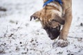 Small puppy on snow smelling the grass Royalty Free Stock Photo