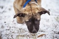 Small puppy on snow smelling the grass Royalty Free Stock Photo