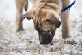 Small puppy on snow smelling the grass Royalty Free Stock Photo