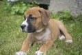 Small puppy waiting and watching. Royalty Free Stock Photo