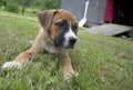 Small puppy waiting and watching. Royalty Free Stock Photo