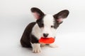 Small Puppy Welsh Corgi Cardigan Playing With Red Heart On White Background. Adorable Domestic Cute Pets Concept