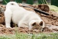 a small puppy of the West Siberian husky digs a hole in the sand and hides its head there. cute pet playing in the