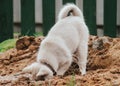 a small puppy of the West Siberian husky digs a hole in the sand and hides its head there. cute pet playing in the