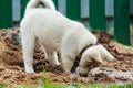 a small puppy of the West Siberian husky digs a hole in the sand and hides its head there. cute pet playing in the