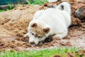 a small puppy of the West Siberian husky digs a hole in the sand and hides its head there. cute pet playing in the