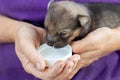 A small puppy in a woman`s arms drinks milk from a small plate Royalty Free Stock Photo