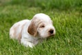 Small purebred English Cocker Spaniel puppy Royalty Free Stock Photo