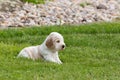 Small purebred English Cocker Spaniel puppy Royalty Free Stock Photo