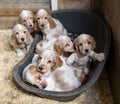 Small purebred English Cocker Spaniel puppy Royalty Free Stock Photo