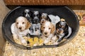 Small purebred English Cocker Spaniel puppy Royalty Free Stock Photo