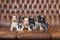 Small purebred English Cocker Spaniel puppy Royalty Free Stock Photo