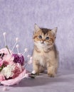 Small purebred kitten sitting on lilac background Royalty Free Stock Photo