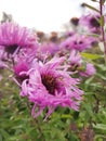 Small asters autumn flowers