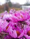 Small asters autumn flowers