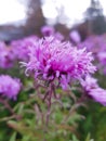 Small asters autumn flowers