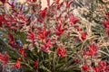 Small purple Australian native wild flowers mulla mulla flowers in the bush