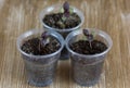 Small purple basil seedlings in plastic cups grown from seeds on the wooden background Royalty Free Stock Photo