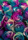 Small purple-blue-white roses painted roses as amazing vertical background