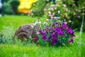 The small purple carnations in the garden in the backyard Royalty Free Stock Photo