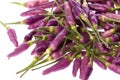 Small Purple Chillies Macro