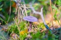 Small purple color mushrooms growing between grass in the forest Royalty Free Stock Photo